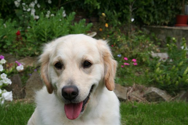 Index of /golden-retriever/BB de Laika et Topper/Api Index of /golden-retriever/BB de Laika et Topper/Api